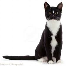 Black And White Cat Cat Background White Cat Breeds Cats