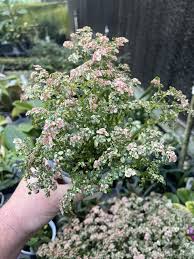 Image result for Pilea microphylla