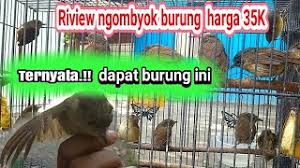 Download mudah suara burung flamboyan gacor ngebren panjang pancingan flamboyan gacor agar cepat nyaut. Playtube Pk Ultimate Video Sharing Website