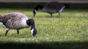 Inspiring all people to #liveintheopen since. Should You Fear The Geese Features Westerngazette Ca