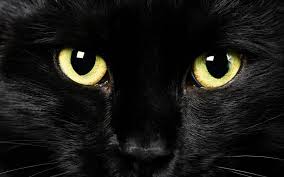 Ma perché si celebra e perché in italia è stato scelto proprio questo giorno? Giornata Del Gatto Nero In Passato Portava Fortuna Corriere Nazionale