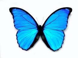 Butterfly transforms complex processes into one connected pocus system to help you offer better, more efficient care. Butterfly Wings May Inspire New Flat Panel Displays New Scientist