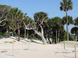 Edisto beach state park was stop #2 of our 2000 mile journey that had us visiting 5 different state and county park campgrounds. Our Tent Picture Of Edisto Beach State Park Edisto Island Tripadvisor