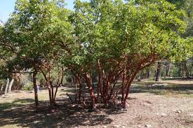 Image result for Andrachne