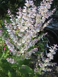 Image result for Salvia sclarea