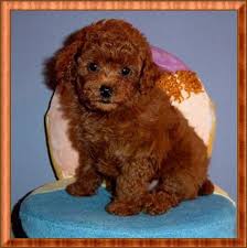 Toy Poodle Ucretli Sahiplendirme In 2020 Poodle Puppy Toy Poodle Puppy Toy Poodle