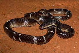 Common Krait Snake Snake Venom Venomous Animals