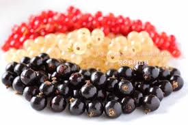 クロスグリ ／ ブラックカラント ／ カシス：旬の果物百科