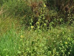 Image result for Hibiscus panduriformis