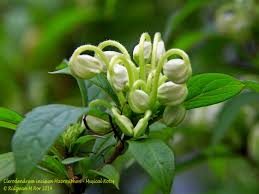Image result for Clerodendrum incisum