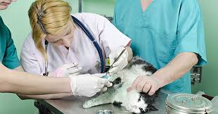 Most skin abscesses are caused by bacteria getting into a minor wound. Cat Abscess How To Treat And Diagnose These Painful Wounds Care Com