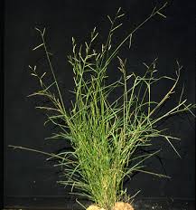 Image result for Eriochloa procera
