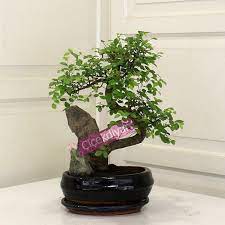 Bir ağaç ile aynı doğal özelliklere sahip olması nedeniyle yetiştirmek için en az 5 yıl harcamanız gerekiyor. Bonsai Bakimi Nasil Yapilir Bonsai Siparisi