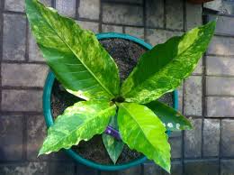 Anthurium yang berdaun indah merupakan tanaman asli indonesia, sedangkan yang biasa. 19 Ciri Ciri Tanaman Hias Daun Gelombang Cinta