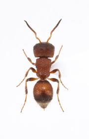 Image result for panda ant