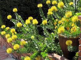 Image result for Leucospermum
