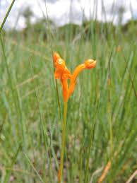 Image result for Platycoryne buchananiana