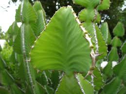 Image result for Euphorbia cooperi