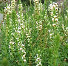 Image result for Hebenstretia