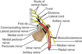 This area would probably not be good. Anatomy Of The Breast Axilla Chest Wall And Related Metastatic Sites Sciencedirect