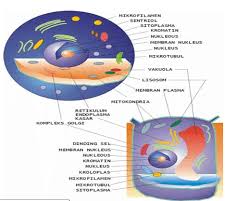 Fungsi organel sel hewan vakuola. Organel Sel Pengertian Struktur Fungsi Gambar Perbedaan