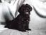 Brown Lhasa Apso Short Hair