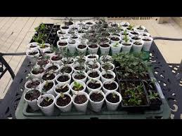 It should be planted in full sun and provided with about half an inch of water a week. Growing Your Food Part 3 Planting Russian Red Kale Youtube