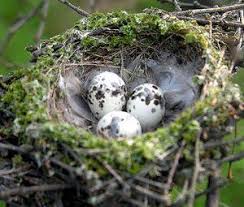 Blue Bird Eggs With Brown Spots Photo Gallery Of Wild Bird Nests And Eggs Bird Nest Bird Eggs Nest
