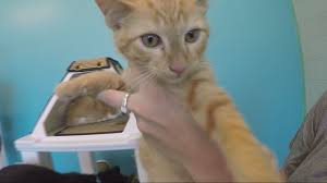 This opens in a new window. Ionia Public Safety Officer Rescues Kitten Trapped In Car Engine Wzzm13 Com