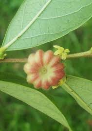 Image result for Phyllanthus glaucophyllus