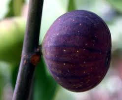 Risultati immagini per fico brogiotto