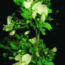 Image result for Ormocarpum trichocarpum