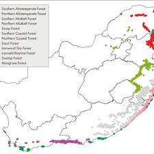 Image result for Brachychloa schiemanniana