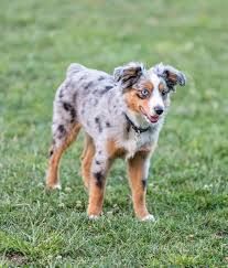 Collection by pam martin • last updated 2 days ago. Blaue Merle Miniature Australian Shepherd Puppy Stellung Stockbild Bild Von Hund Outdoor 124391607