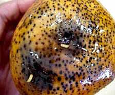 Jul 14, 2021 · what fruit and vegetables are at risk during a fruit fly outbreak if you are within a red outbreak or yellow suspension area in fruit fly affected areas, there are some restrictions on moving fruit and vegetables at risk. Tnau Agritech Portal Crop Protection