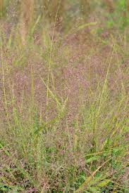 Image result for Eragrostis macrochlamys