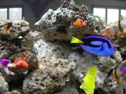Dory goes with marlin to find nemo once he bumps into her. What Types Of Fish Are In Finding Nemo Catch And Fillet