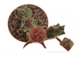 Image result for Duvalia