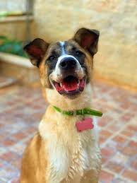 Soldier Needs Help Getting Dog Back From Ny Airport Before She S Returned To The Middle East Sweet Buffalo