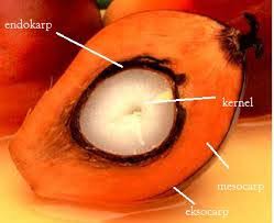 Pada umumnya, kelapa sawit yang dibudidayakan terdiri dari 2 tipe yaitu elaeis guineensis dan kelapa sawit memiliki karakteristik sesuai dengan originnya. Klasifikasi Dan Morfologi Kelapa Sawit Anak Tani