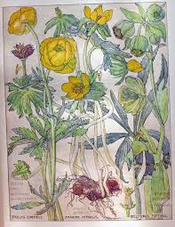Botanical Artists Botanical Prints Botanical Illustration Botanical Sketchbook