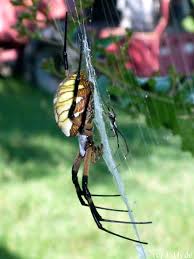 The males are much smaller and build smaller webs near or connected. Be My Valentine Male And Female Garden Spiders 6legs2many