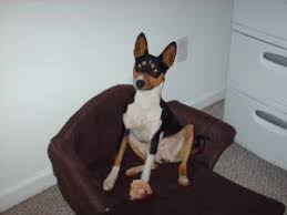 Find your perfect puppy here today. Basenji Puppies For Sale