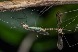 Image result for Dolichopentas