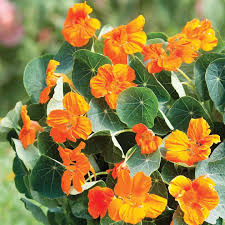Grow nasturtium from seed in containers (a complete step by step guide)in today's project diary video i will be showing how to grow nasturtium. Nasturtium Seeds Baby Orange Dobies