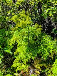 Image result for Afroligusticum