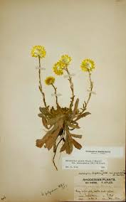 Image result for Helichrysum aureum