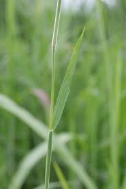 Image result for Holcus