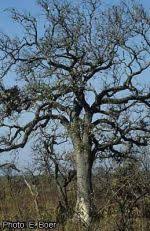 Image result for Oubanguia africana