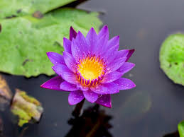 Gambar bunga yang cantik dan indah seperti bunga teratai, dahlia, aster, bakung, melati, mawar dan berbagai jenis gambar bunga ini cocok untuk kamu jadikan walpaper hape, laptop, dan. Manfaat Bunga Teratai Biru Yang Perlu Untuk Kamu Ketahui Indozone Id